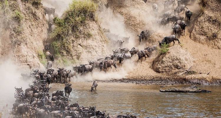 Safari 2023 - 2024 de la Migración de los Ñus en el Maasai mara - Africa Venture Safaris 4