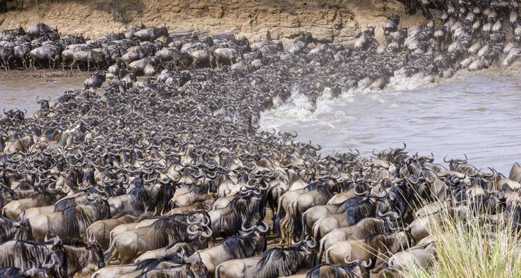 Safari 2023 - 2024 de la Migración de los Ñus en el Maasai mara - Africa Venture Safaris 2