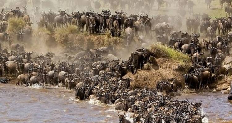 Safari 2023 - 2024 de la Migración de los Ñus en el Maasai mara - Africa Venture Safaris 3