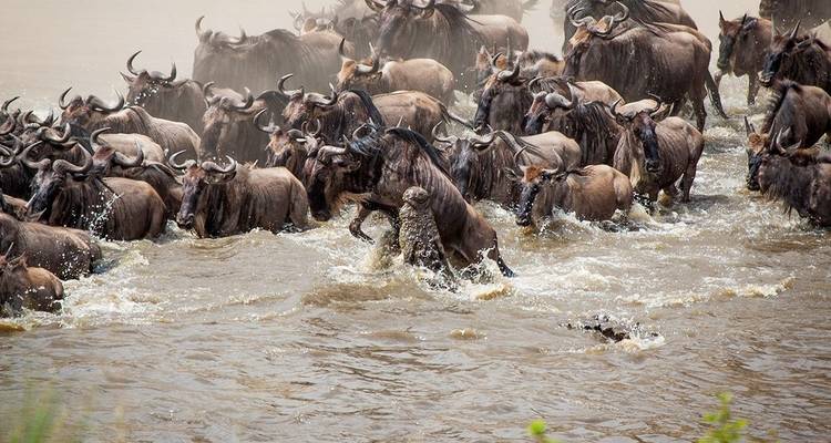 Safari 2023 - 2024 de la Migración de los Ñus en el Maasai mara - Africa Venture Safaris 8