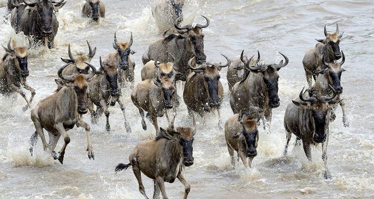 Safari 2023 - 2024 de la Migración de los Ñus en el Maasai mara - Africa Venture Safaris 9