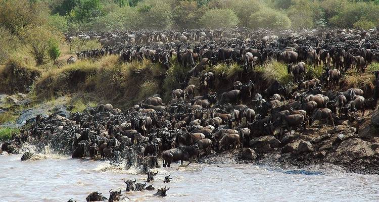 Safari 2023 - 2024 de la Migración de los Ñus en el Maasai mara - Africa Venture Safaris 7