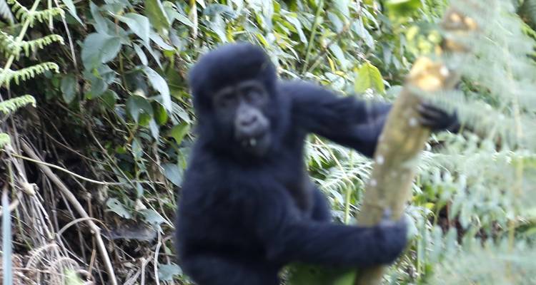 Expedición de 15 días a los gorilas y Rwenzori en Uganda - Primate World Safaris (U) Ltd 2