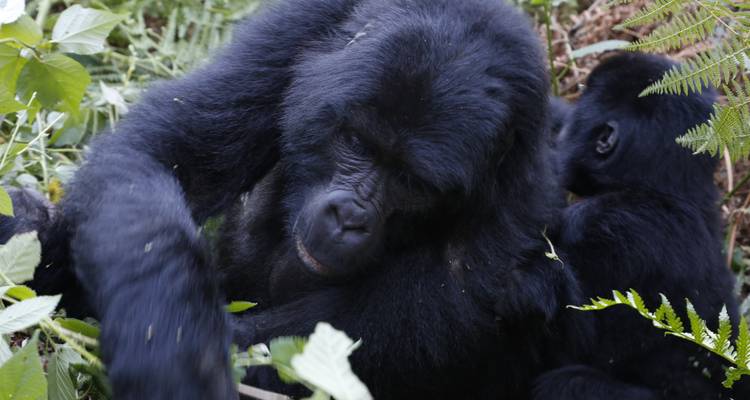 Expedición de 15 días a los gorilas y Rwenzori en Uganda - Primate World Safaris (U) Ltd 3