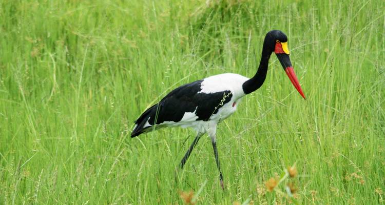 Expedición de 15 días a los gorilas y Rwenzori en Uganda - Primate World Safaris (U) Ltd 8