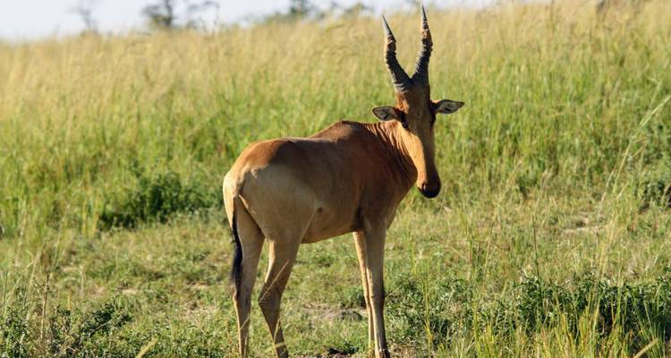 Expedición de 15 días a los gorilas y Rwenzori en Uganda - Primate World Safaris (U) Ltd 9