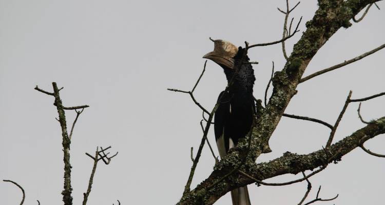 Expedición de 15 días a los gorilas y Rwenzori en Uganda - Primate World Safaris (U) Ltd 4