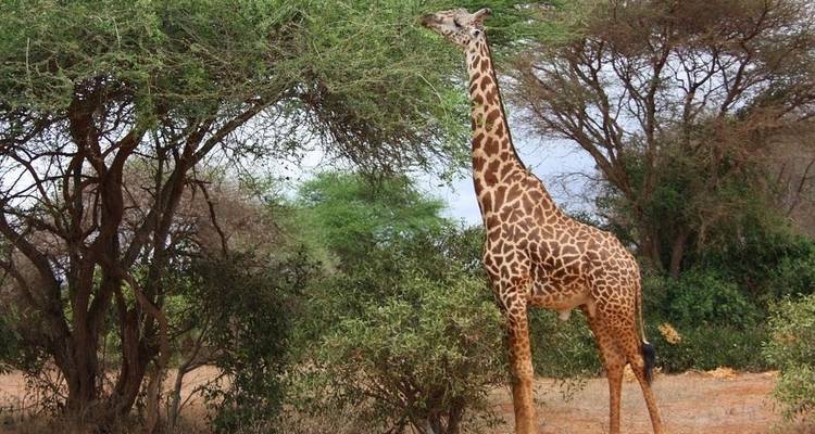 Safari de luxe à Amboseli - 3 jours - Jeep Safaris and Tours 3