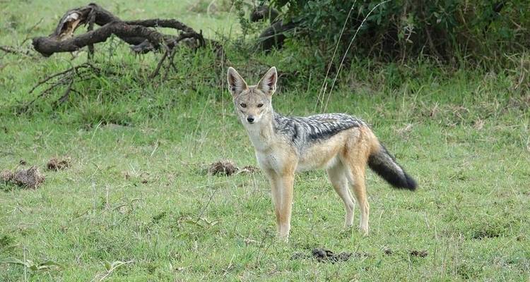 Big 5 Kenya Safari – 4 Days - Jeep Safaris and Tours 4