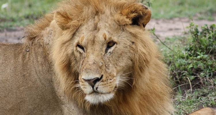 5 días lagos Bogoria, Nakuru y Masai Mara - Jeep Safaris and Tours 3