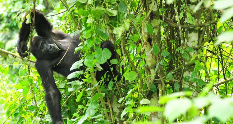3 Days Gorilla Trekking Tour in Uganda - Oree Safaris 6