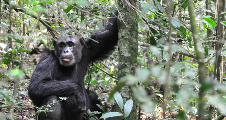5 días de excursionismo por chimpancés y gorilas - Oree Safaris 1