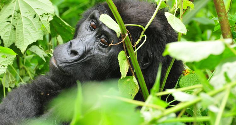5 días de excursionismo por chimpancés y gorilas - Oree Safaris 2
