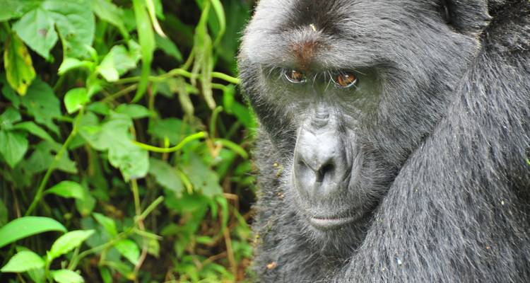 5 días de excursionismo por chimpancés y gorilas - Oree Safaris 4