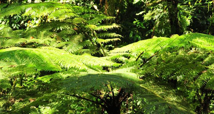 5 días de excursionismo por chimpancés y gorilas - Oree Safaris 6