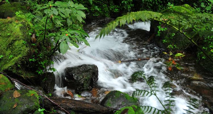 5 días de excursionismo por chimpancés y gorilas - Oree Safaris 7