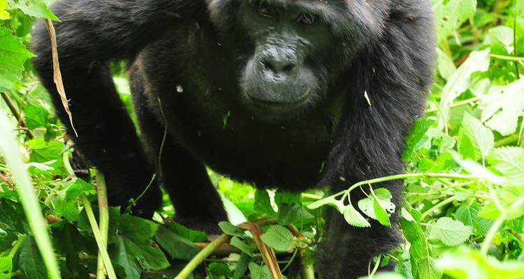 5 días de excursionismo por chimpancés y gorilas - Oree Safaris 3