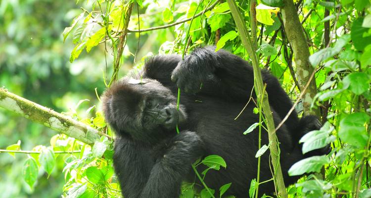 3 Days Rwanda Gorilla Tour - Oree Safaris 6