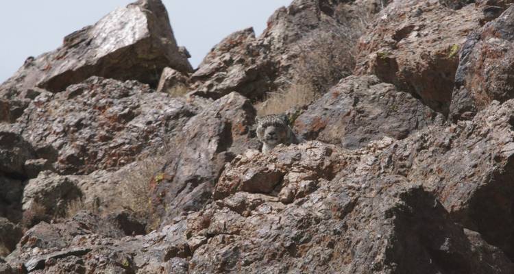 Safari fotográfico "Rastreando al leopardo de las nieves en Gobi" - BTTC Travel 1