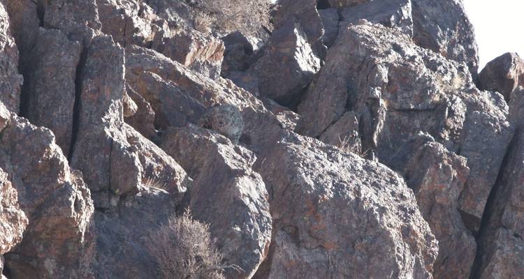 Safari fotográfico "Rastreando al leopardo de las nieves en Gobi" - BTTC Travel 10