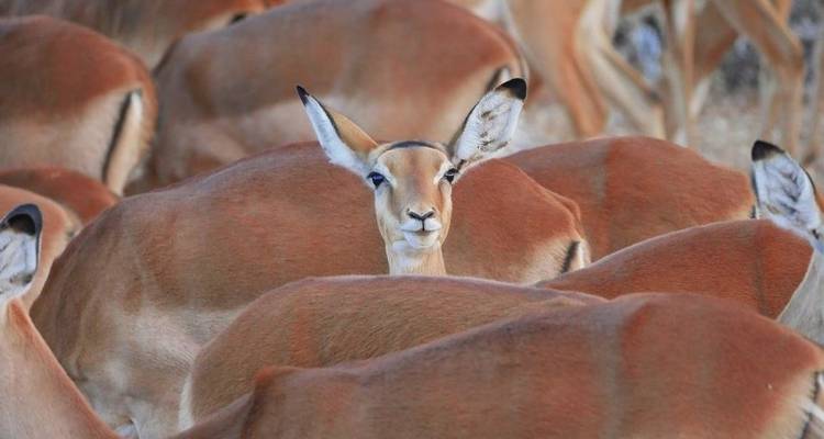 Safari de 7 jours au Masai Mara pour la migration des gnous - Jeep Safaris and Tours 10