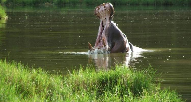 7  Days Samburu, Lake Nakuru, Masai Mara and Naivasha Luxury Safari - Jeep Safaris and Tours 7