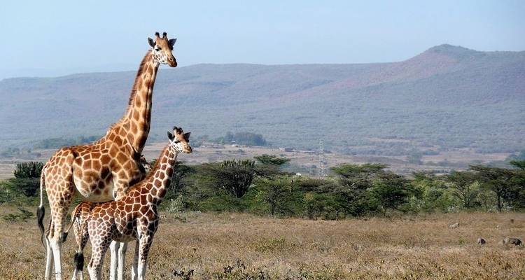 7 jours de safari au Masai Mara, au lac Nakuru et à Amboseli - Jeep Safaris and Tours 1
