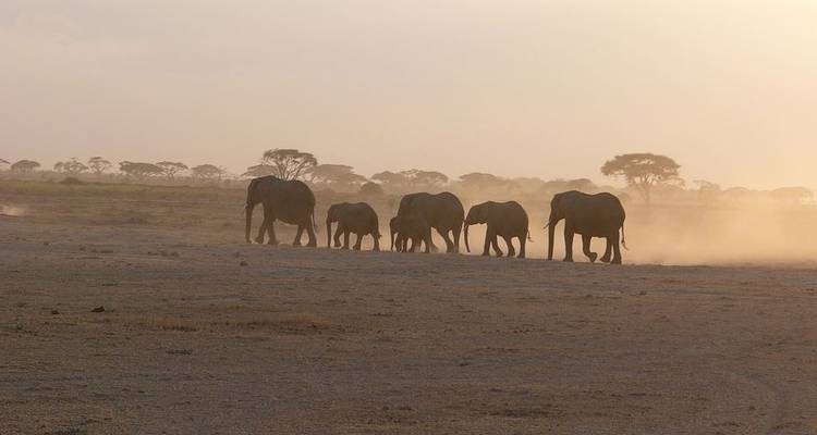 7 jours de safari au Masai Mara, au lac Nakuru et à Amboseli - Jeep Safaris and Tours 9
