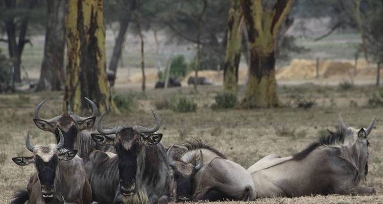 7 jours de safari au Masai Mara, au lac Nakuru et à Amboseli - Jeep Safaris and Tours 3