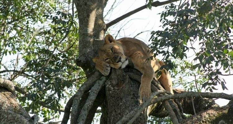 7 jours de safari au Masai Mara, au lac Nakuru et à Amboseli - Jeep Safaris and Tours 4