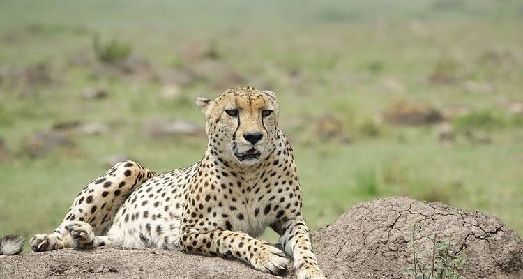 Best of Kenya Luxury 8 Days Safari - Jeep Safaris and Tours 6