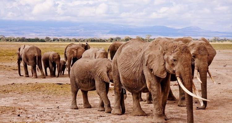 Best of Kenya Luxury 8 Days Safari - Jeep Safaris and Tours 4