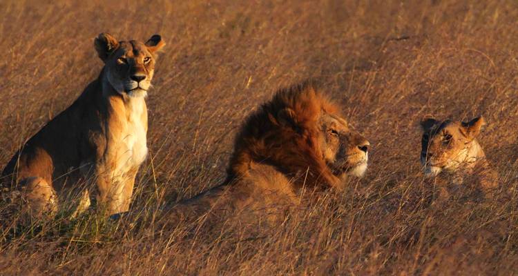 Ten Day Complete Kenya Luxury Safari - Jeep Safaris and Tours 3