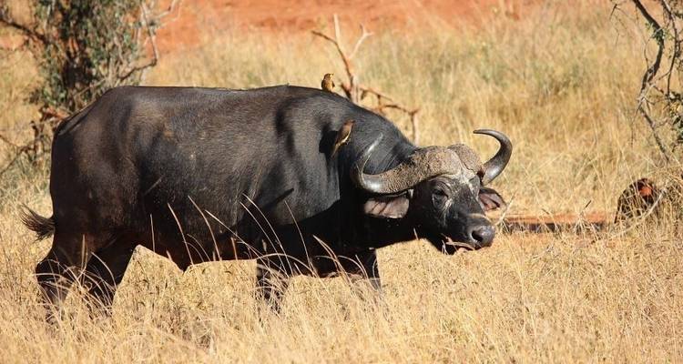 Ten Day Complete Kenya Luxury Safari - Jeep Safaris and Tours 10