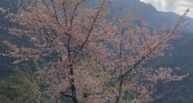 Excursionismo en campamento base del Annapurna - 11 días - Mountain Rock Treks And Expedition 9