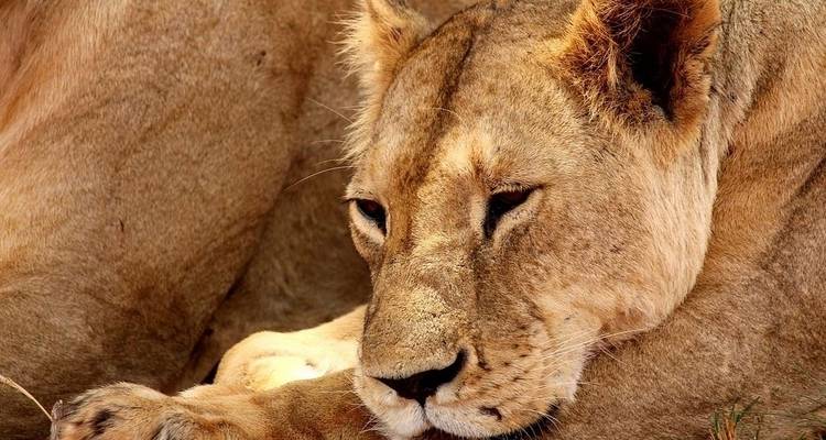 Four Day Red Elephant Luxury Safari - Tsavo West and Amboseli - Jeep Safaris and Tours 6