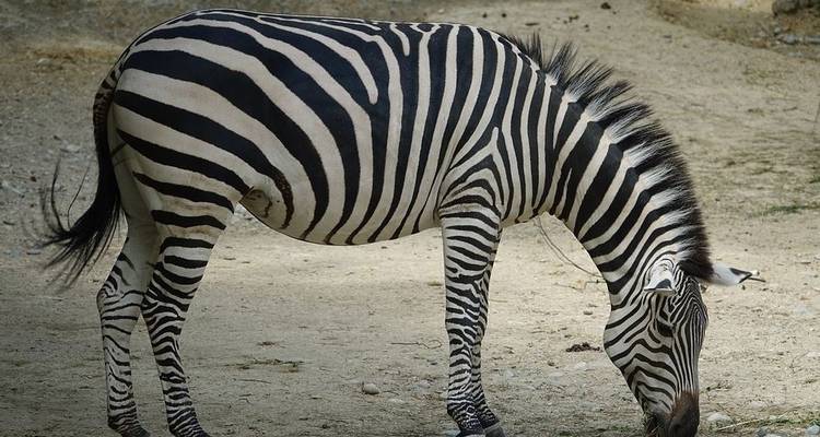 Four Day Red Elephant Luxury Safari - Tsavo West and Amboseli - Jeep Safaris and Tours 9