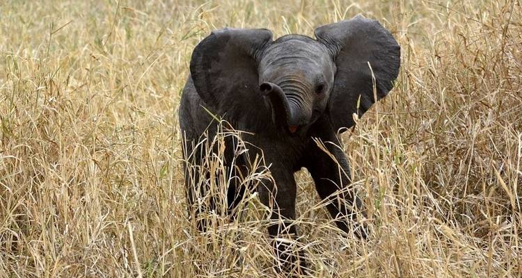 Four Day Red Elephant Luxury Safari - Tsavo West and Amboseli - Jeep Safaris and Tours 8
