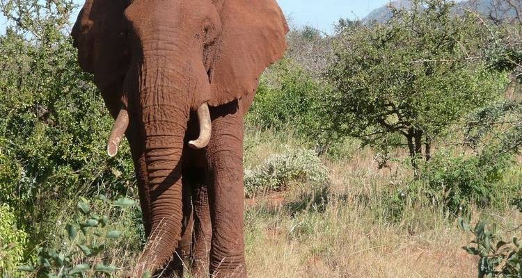 Four Day Red Elephant Luxury Safari - Tsavo West and Amboseli - Jeep Safaris and Tours 5