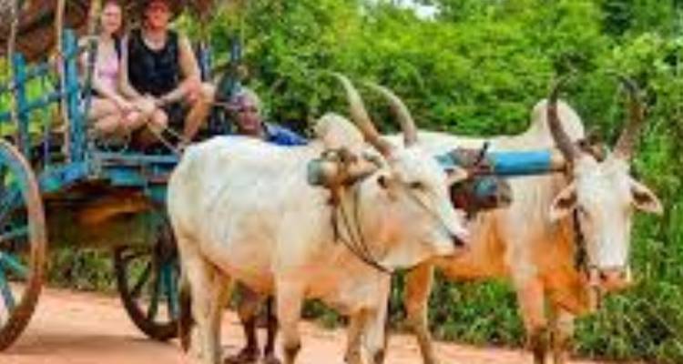 Des personnes assises sur une charrette à bœufs traditionnelle tirée par des taureaux blancs.