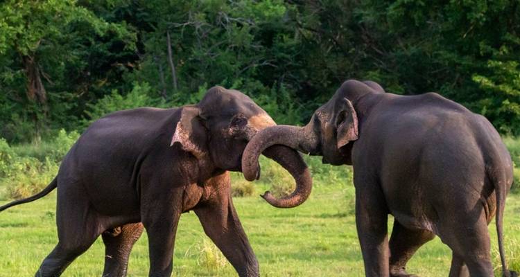 Deux éléphants interagissant de manière ludique dans un champ vert.