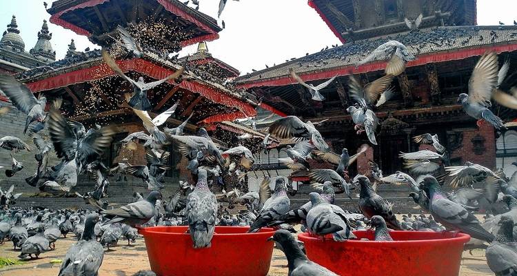 A bustling square filled with pigeons and historic temples.