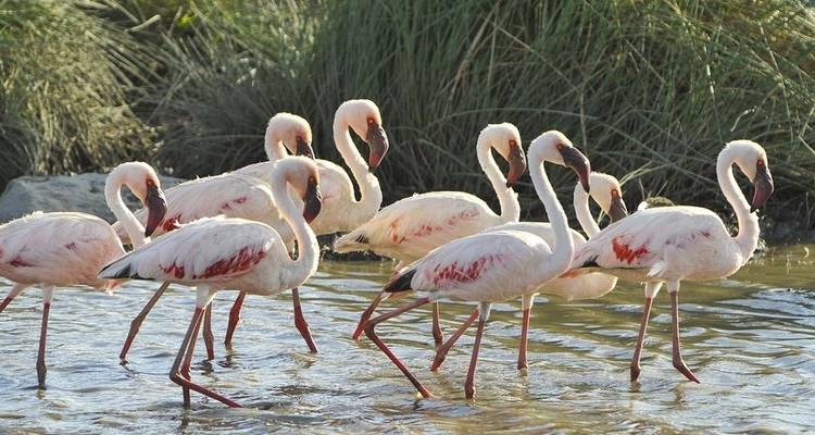 Safari de cinco días al Serengeti 2022/2023 migración de los ñus - Jeep Safaris and Tours 1