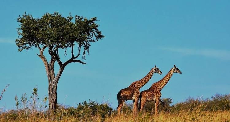Safari de cinco días al Serengeti 2022/2023 migración de los ñus - Jeep Safaris and Tours 4