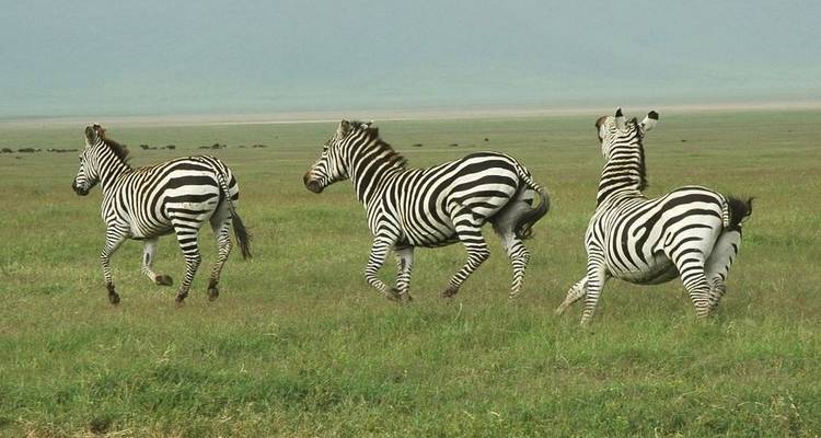 Safari de cinco días al Serengeti 2022/2023 migración de los ñus - Jeep Safaris and Tours 8