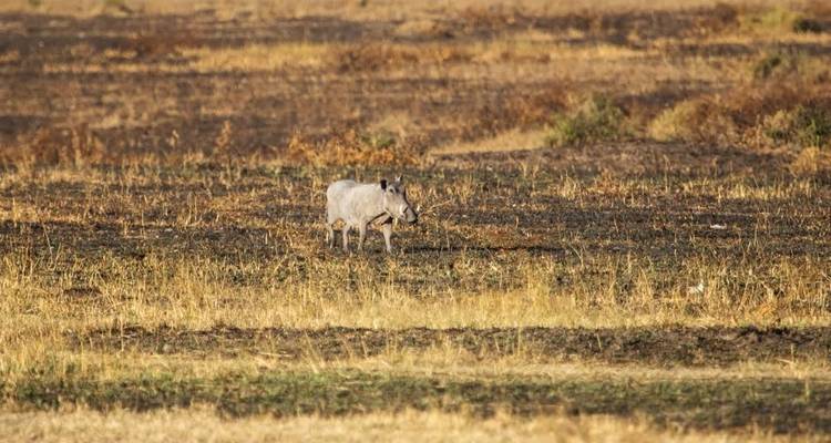 Four Day Maasai Mara Wildebeest Migration Safari 2024/2025 - Jeep Safaris and Tours 8