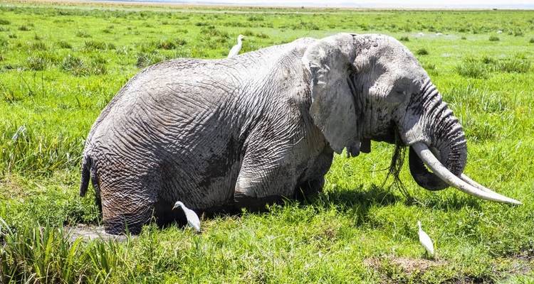 Safari de cuatro días a la migración de los ñus en Maasai Mara 2022/2023 - Jeep Safaris and Tours 10