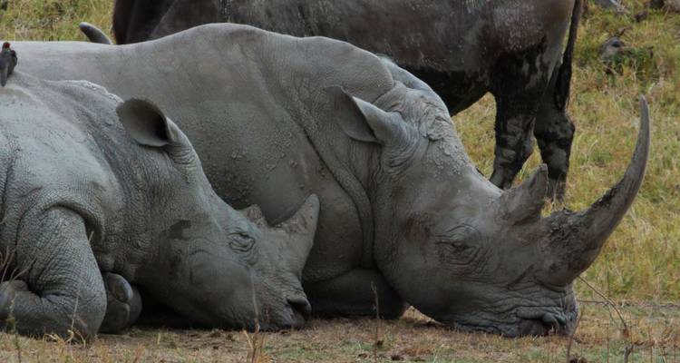 Four Day Maasai Mara Wildebeest Migration Safari 2024/2025 - Jeep Safaris and Tours 3