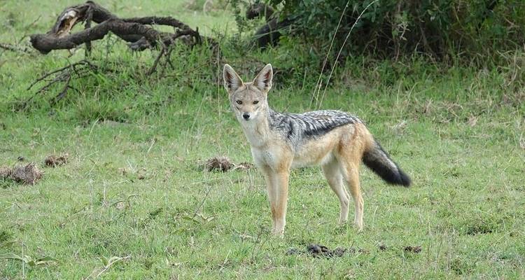 Four Day Tanzania Express Safari - Jeep Safaris and Tours 6
