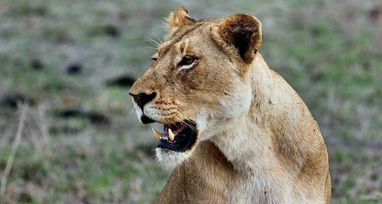 Four Day Tanzania Express Safari - Jeep Safaris and Tours 2